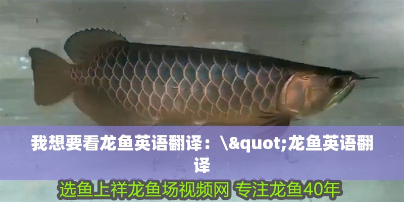 我想要看龍魚(yú)英語(yǔ)翻譯：\"龍魚(yú)英語(yǔ)翻譯