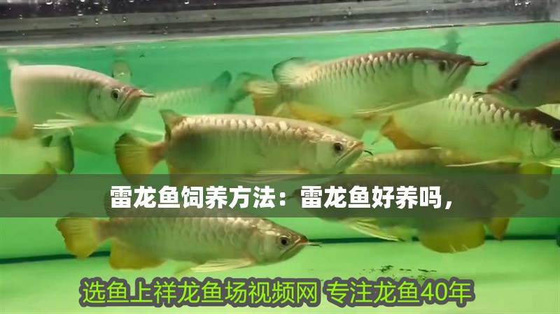 雷龍魚飼養方法：雷龍魚好養嗎，