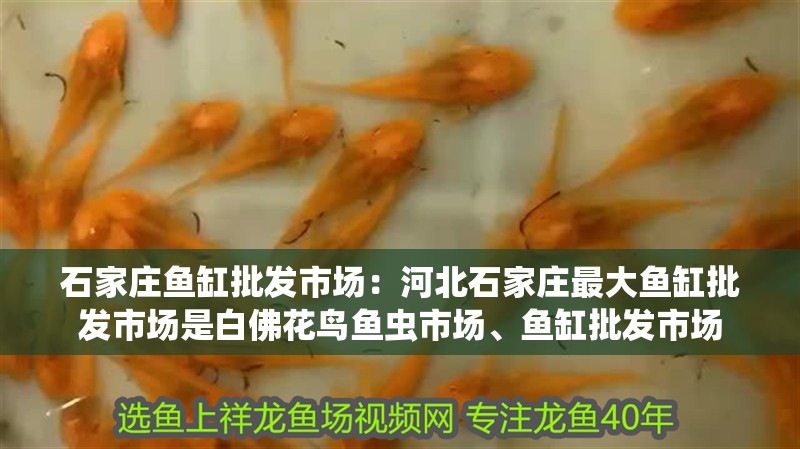石家莊魚缸批發(fā)市場：河北石家莊最大魚缸批發(fā)市場是白佛花鳥魚蟲市場、魚缸批發(fā)市場