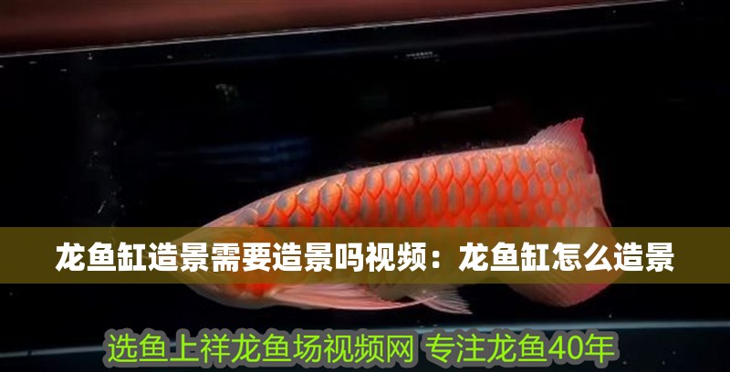 龍魚缸造景需要造景嗎視頻：龍魚缸怎么造景
