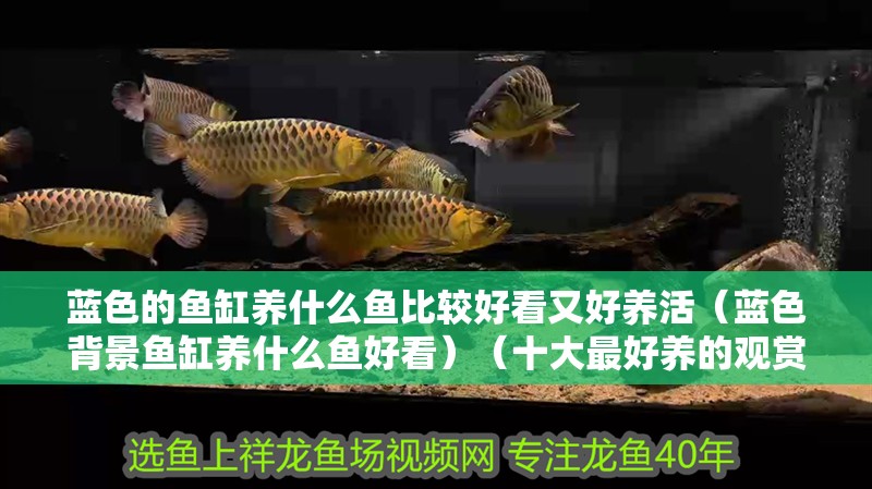 藍(lán)色的魚缸養(yǎng)什么魚比較好看又好養(yǎng)活（藍(lán)色背景魚缸養(yǎng)什么魚好看）（十大最好養(yǎng)的觀賞魚） 藍(lán)色的魚缸養(yǎng)什么魚比較好看又好養(yǎng)活（藍(lán)色背景魚缸養(yǎng)什么魚好看）（十大最好養(yǎng)的觀賞魚） 魚缸百科