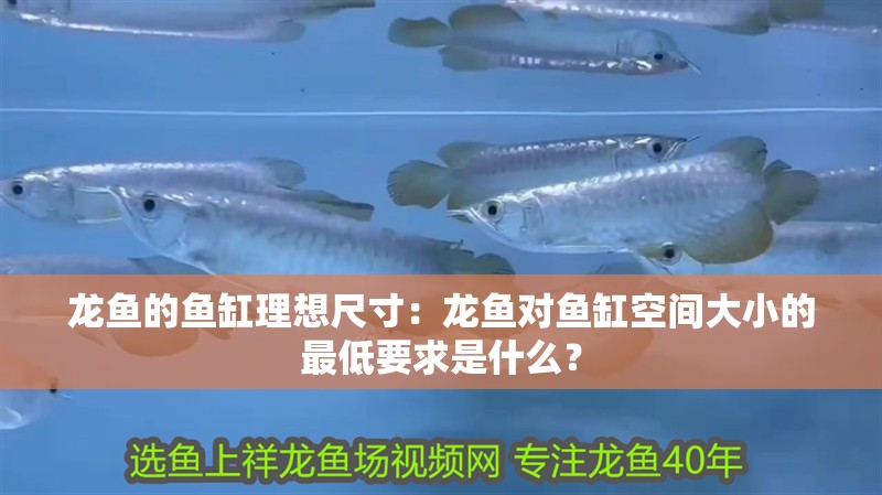 龍魚的魚缸理想尺寸：龍魚對魚缸空間大小的最低要求是什么？ 龍魚的魚缸理想尺寸：龍魚對魚缸空間大小的最低要求是什么？ 龍魚百科