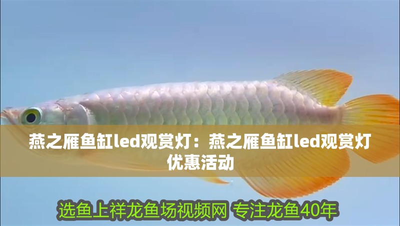 燕之雁魚缸led觀賞燈：燕之雁魚缸led觀賞燈優(yōu)惠活動