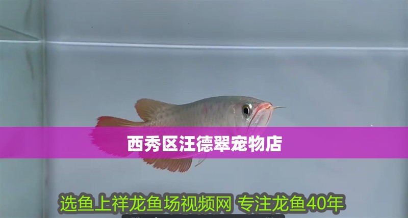 西秀區汪德翠寵物店