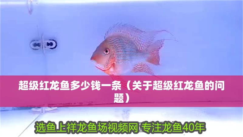 超級紅龍魚多少錢一條（關(guān)于超級紅龍魚的問題）