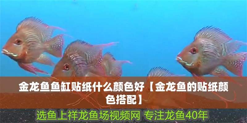 金龍魚(yú)魚(yú)缸貼紙什么顏色好【金龍魚(yú)的貼紙顏色搭配】
