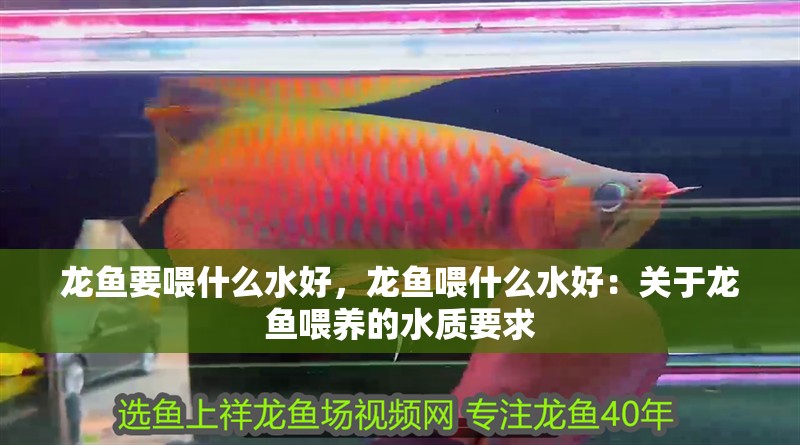 龍魚要喂什么水好，龍魚喂什么水好：關于龍魚喂養的水質要求