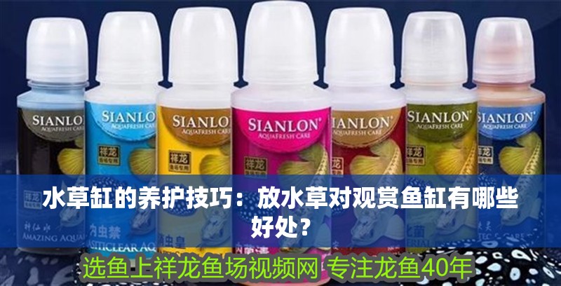水草缸的養護技巧：放水草對觀賞魚缸有哪些好處？