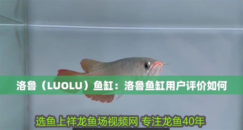 魚缸過濾器選購指南:自制魚缸過濾器魚缸上置過濾器對于養(yǎng)魚愛好者的必備知識 洛魯(LUOLU)魚缸:洛魯魚缸用戶評價如何 魚缸百科 洛魯(LUOLU)魚缸:洛魯魚缸用戶評價如何 洛魯(LUOLU)魚缸:洛魯魚缸用戶評價如何 魚缸百科