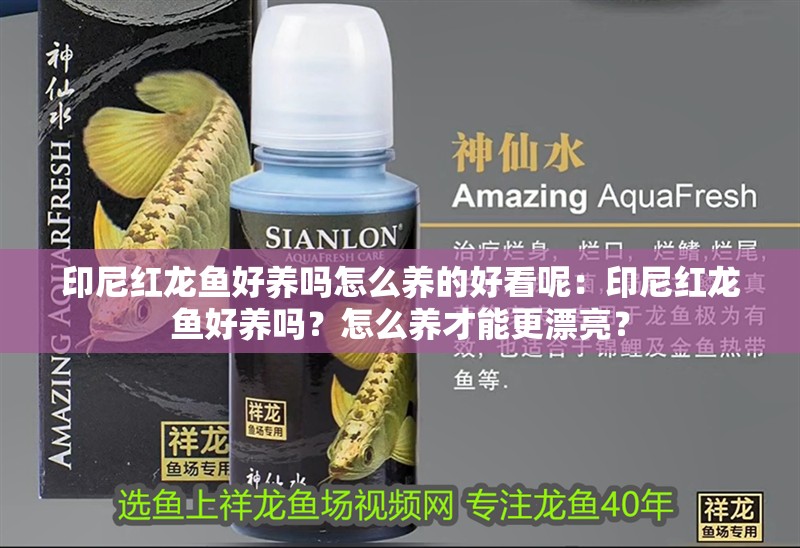 印尼紅龍魚好養嗎怎么養的好看呢：印尼紅龍魚好養嗎？怎么養才能更漂亮？