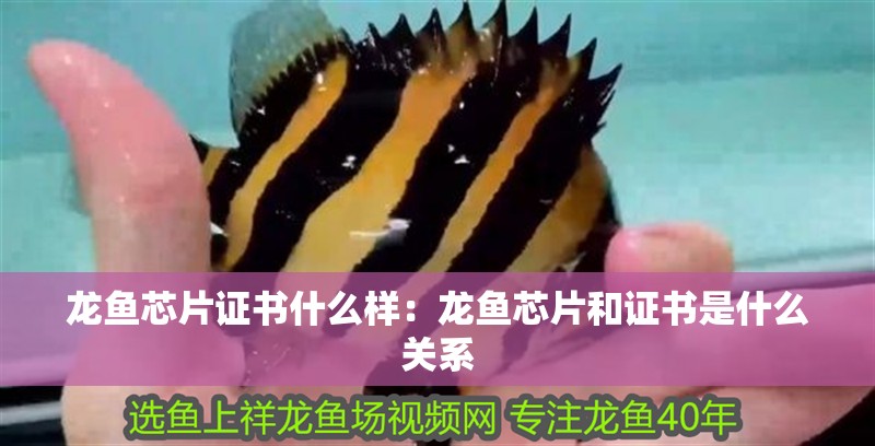 龍魚芯片證書什么樣：龍魚芯片和證書是什么關系