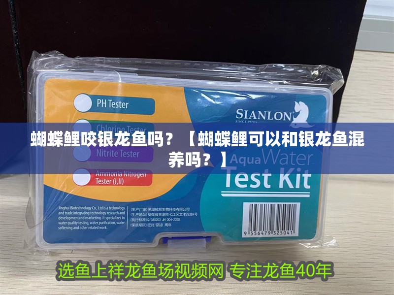 蝴蝶鯉咬銀龍魚嗎？【蝴蝶鯉可以和銀龍魚混養嗎？】 蝴蝶鯉咬銀龍魚嗎？【蝴蝶鯉可以和銀龍魚混養嗎？】 龍魚百科