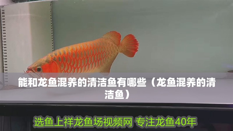 能和龍魚混養的清潔魚有哪些（龍魚混養的清潔魚）