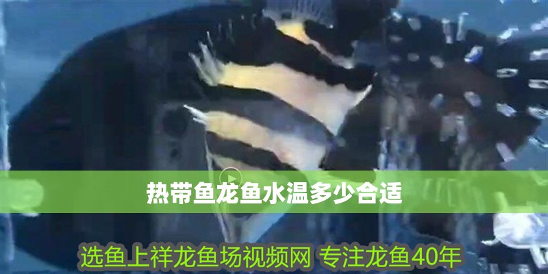 熱帶魚龍魚水溫多少合適