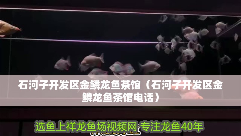 <strong><mark>石河子</mark></strong>開發區金鱗龍魚茶館（<strong><mark>石河子</mark></strong>開發區金鱗龍魚茶館電話）