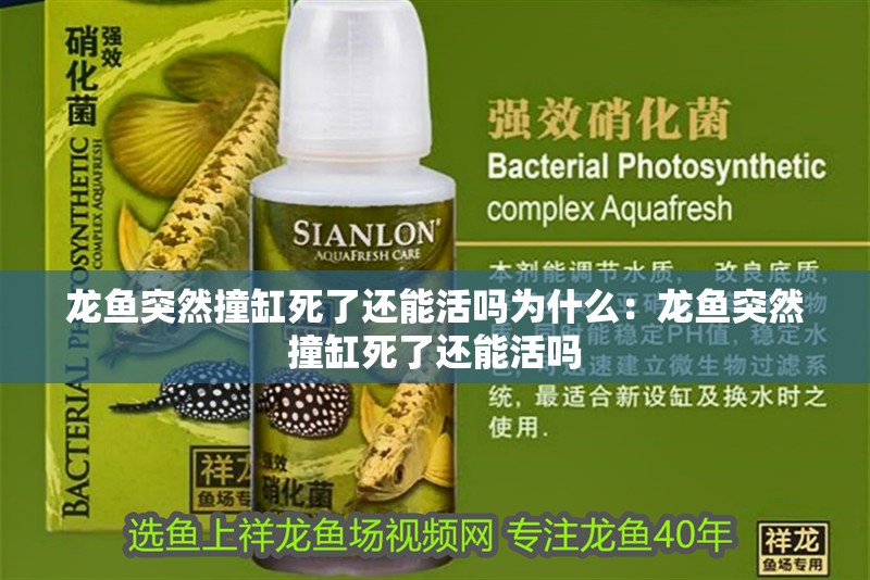 龍魚突然撞缸死了還能活嗎為什么：龍魚突然撞缸死了還能活嗎