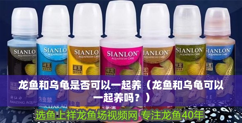 龍魚和烏龜是否可以一起養(yǎng)（龍魚和烏龜可以一起養(yǎng)嗎？）