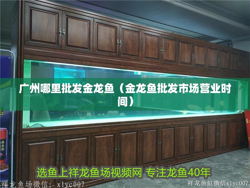 廣州哪里批發金龍魚（金龍魚批發市場營業時間） 廣州哪里批發金龍魚（金龍魚批發市場營業時間） 龍魚百科