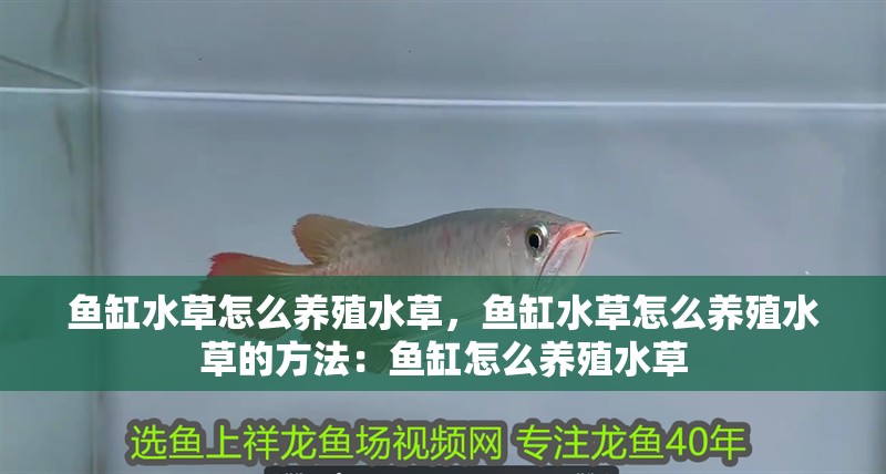 魚缸水草怎么養殖水草，魚缸水草怎么養殖水草的方法：魚缸怎么養殖水草