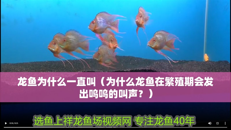 龍魚為什么一直叫（為什么龍魚在繁殖期會發出嗚嗚的叫聲？）