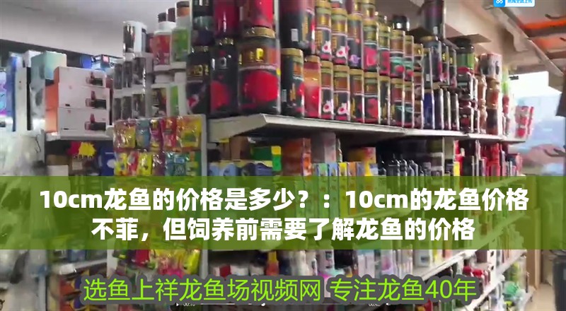 10cm龍魚的價格是多少？：10cm的龍魚價格不菲，但飼養(yǎng)前需要了解龍魚的價格