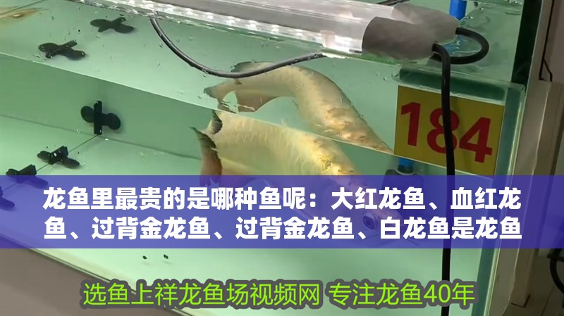 龍魚里最貴的是哪種魚呢：大紅龍魚、血紅龍魚、過背金龍魚、過背金龍魚、白龍魚是龍魚最貴的品種