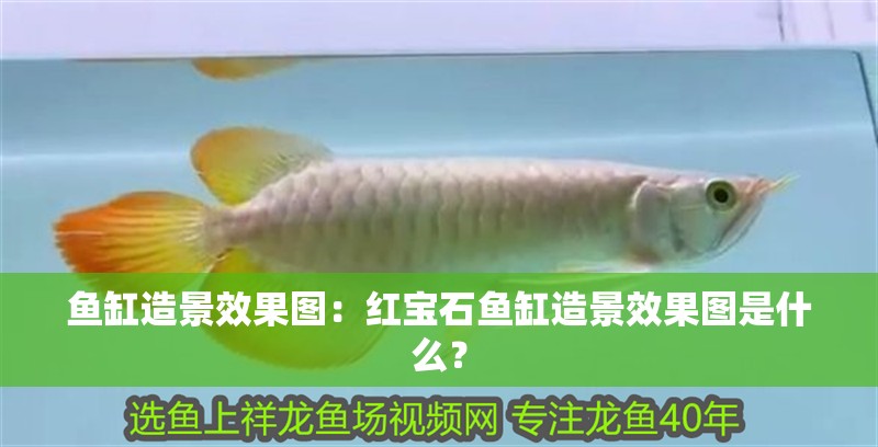 魚缸造景效果圖：紅寶石魚缸造景效果圖是什么？