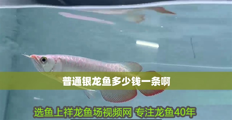 普通銀龍魚多少錢一條啊 普通銀龍魚多少錢一條啊 龍魚百科