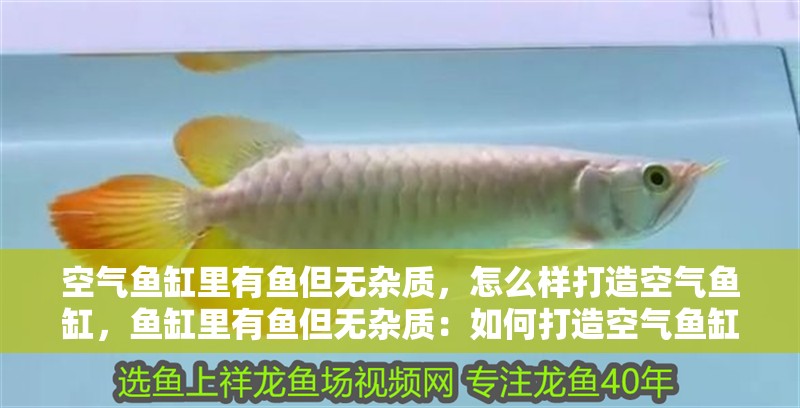 空氣魚缸里有魚但無雜質，怎么樣打造空氣魚缸，魚缸里有魚但無雜質：如何打造空氣魚缸