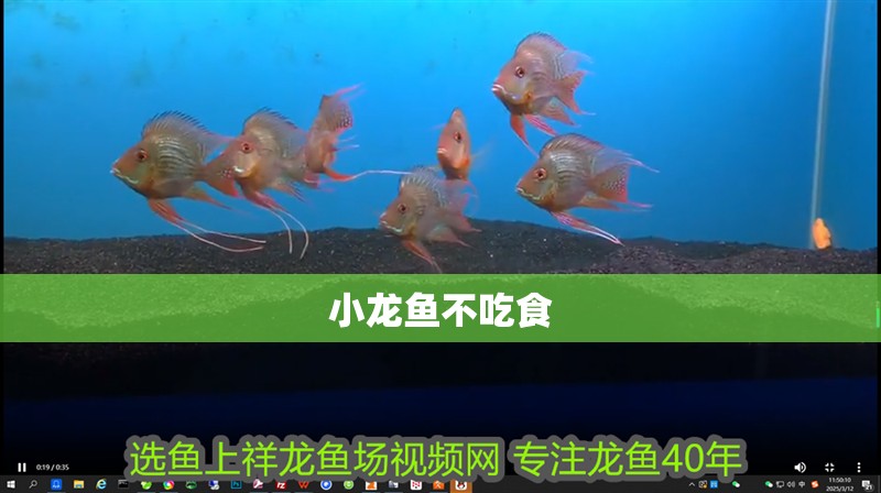 小龍魚不吃食