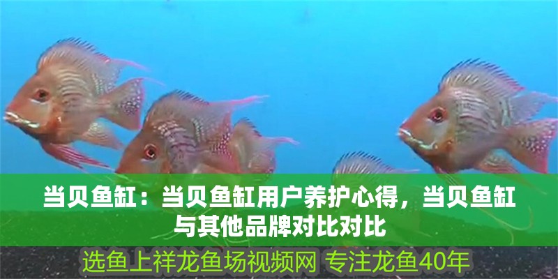 當貝魚缸：當貝魚缸用戶養護心得，當貝魚缸與其他品牌對比對比 當貝魚缸：當貝魚缸用戶養護心得，當貝魚缸與其他品牌對比對比 魚缸百科