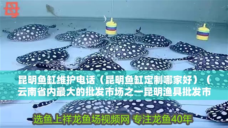 昆明魚缸維護電話（昆明魚缸定制哪家好）（云南省內最大的批發市場之一昆明漁具批發市場之一昆明邦盛漁具城）