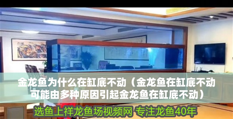 金龍魚為什么在缸底不動（金龍魚在缸底不動可能由多種原因引起金龍魚在缸底不動） 金龍魚為什么在缸底不動（金龍魚在缸底不動可能由多種原因引起金龍魚在缸底不動） 龍魚百科