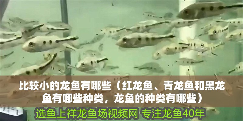 魚(yú)缸過(guò)濾器選購(gòu)指南:自制魚(yú)缸過(guò)濾器魚(yú)缸上置過(guò)濾器對(duì)于養(yǎng)魚(yú)愛(ài)好者的必備知識(shí) 比較小的龍魚(yú)有哪些(紅龍魚(yú)、青龍魚(yú)和黑龍魚(yú)有哪些種類,龍魚(yú)的種類有哪些) 龍魚(yú)百科 比較小的龍魚(yú)有哪些(紅龍魚(yú)、青龍魚(yú)和黑龍魚(yú)有哪些種類,龍魚(yú)的種類有哪些) 比較小的龍魚(yú)有哪些(紅龍魚(yú)、青龍魚(yú)和黑龍魚(yú)有哪些種類,龍魚(yú)的種類有哪些) 龍魚(yú)百科