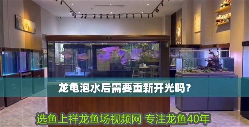 魚缸用增氧泵價格是多少:魚缸增氧機-xtrac增氧機-xtrac增氧機 龍龜泡水后需要重新開光嗎? 龍魚百科 龍龜泡水后需要重新開光嗎? 龍龜泡水后需要重新開光嗎? 龍魚百科