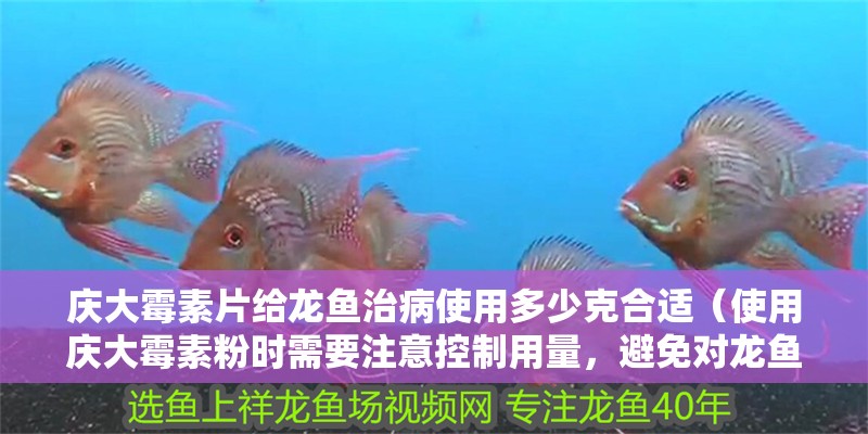 慶大霉素片給龍魚治病使用多少克合適（使用慶大霉素粉時需要注意控制用量，避免對龍魚有傷害）