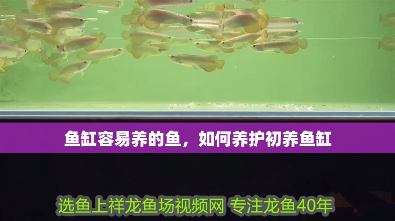 魚缸容易養的魚，如何養護初養魚缸