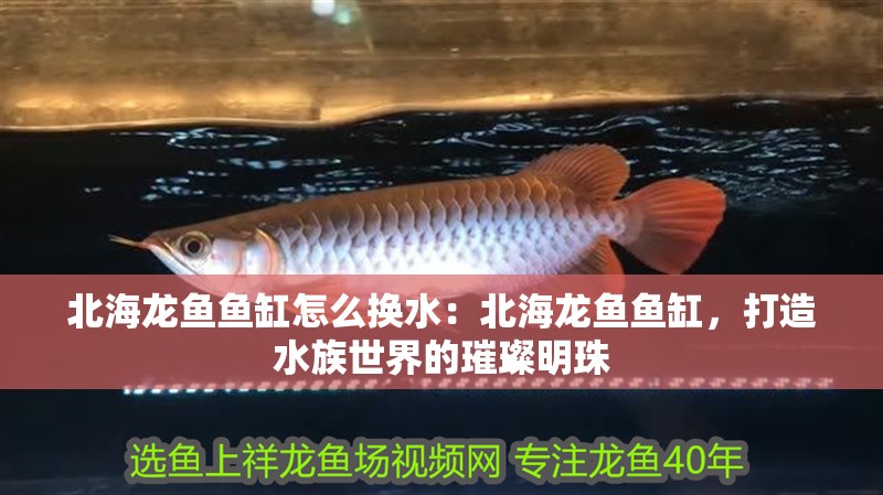 北海龍魚魚缸怎么換水：北海龍魚魚缸，打造水族世界的璀璨明珠 北海龍魚魚缸怎么換水：北海龍魚魚缸，打造水族世界的璀璨明珠 魚缸百科