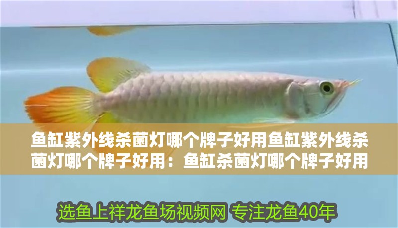 魚(yú)缸紫外線殺菌燈哪個(gè)牌子好用魚(yú)缸紫外線殺菌燈哪個(gè)牌子好用：魚(yú)缸殺菌燈哪個(gè)牌子好用 魚(yú)缸紫外線殺菌燈哪個(gè)牌子好用魚(yú)缸紫外線殺菌燈哪個(gè)牌子好用：魚(yú)缸殺菌燈哪個(gè)牌子好用 魚(yú)缸百科