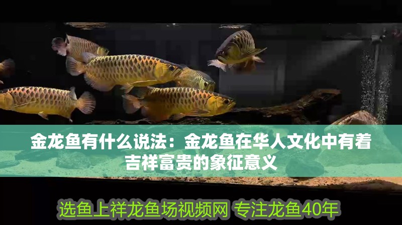 金龍魚有什么說法：金龍魚在華人文化中有著吉祥富貴的象征意義