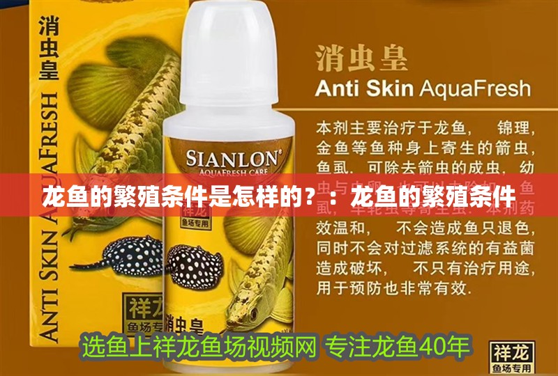 龍魚的繁殖條件是怎樣的？：龍魚的繁殖條件