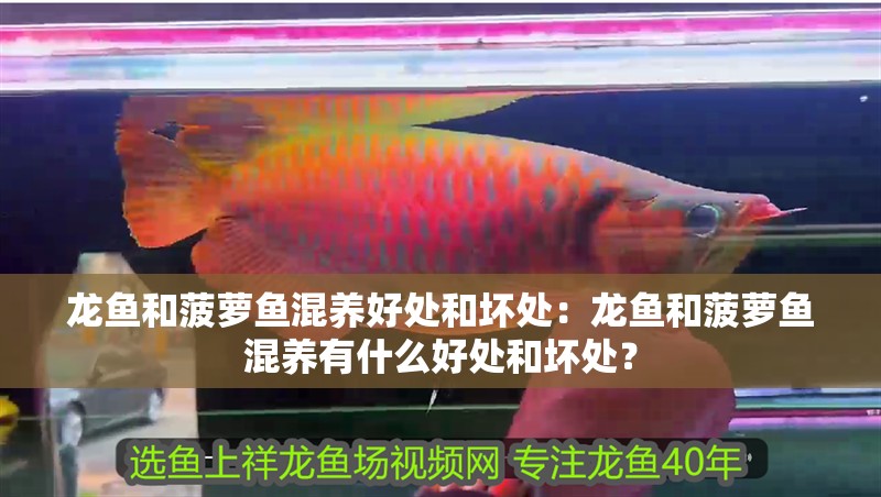 龍魚和菠蘿魚混養好處和壞處：龍魚和菠蘿魚混養有什么好處和壞處？