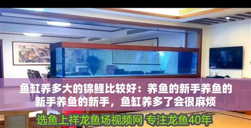 魚缸養多大的錦鯉比較好：養魚的新手養魚的新手養魚的新手，魚缸養多了會很麻煩