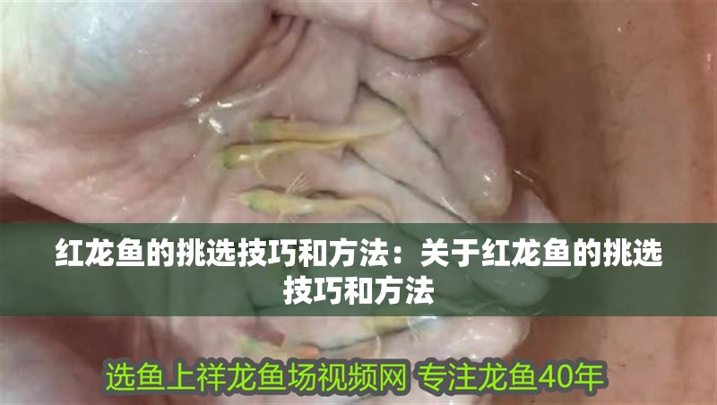 紅龍魚的挑選技巧和方法：關于紅龍魚的挑選技巧和方法