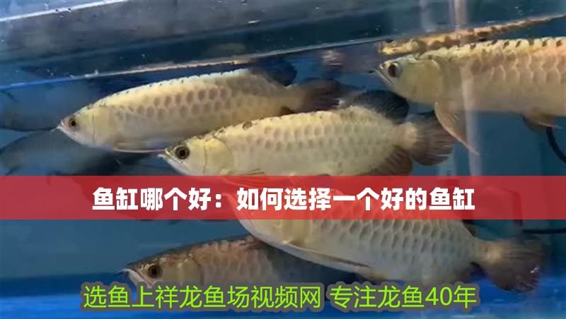 魚缸哪個(gè)好：如何選擇一個(gè)好的魚缸