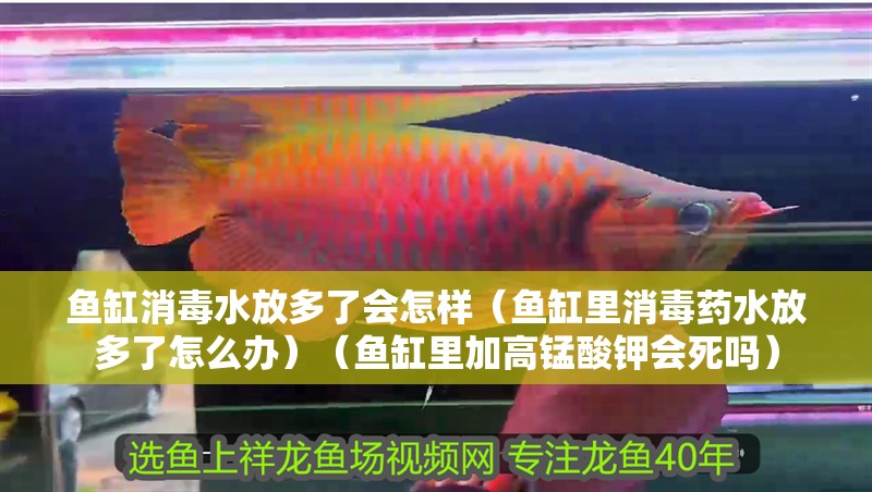 魚缸消毒水放多了會怎樣（魚缸里消毒藥水放多了怎么辦）（魚缸里加高錳酸鉀會死嗎）