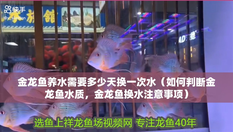 金龍魚養水需要多少天換一次水（如何判斷金龍魚水質，金龍魚換水注意事項） 金龍魚養水需要多少天換一次水（如何判斷金龍魚水質，金龍魚換水注意事項） 龍魚百科
