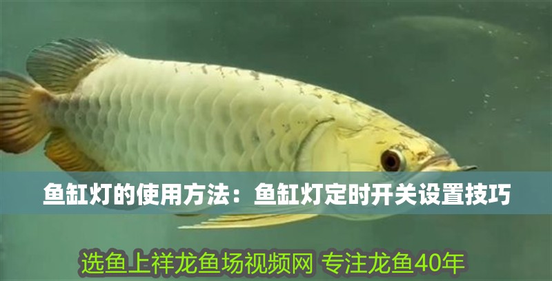 魚缸燈的使用方法：魚缸燈定時開關設置技巧