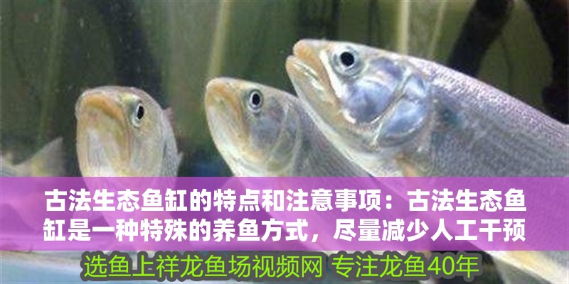 古法生態魚缸的特點和注意事項：古法生態魚缸是一種特殊的養魚方式，盡量減少人工干預
