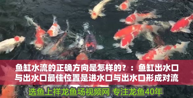 魚缸水流的正確方向是怎樣的？：魚缸出水口與出水口最佳位置是進水口與出水口形成對流
